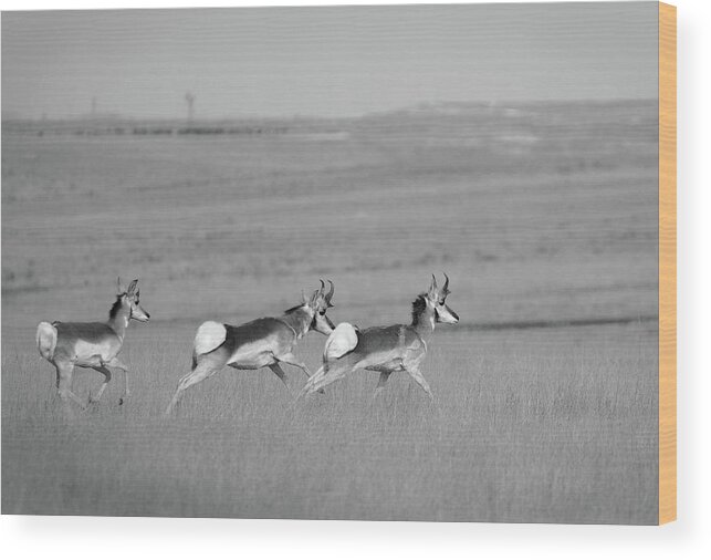 Richard E. Porter Wood Print featuring the photograph Morning Run - Antelope, Texas Hwy. 207 by Richard Porter