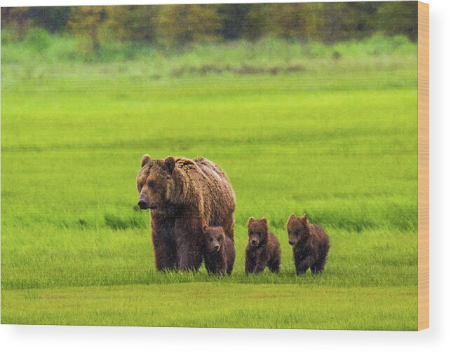Katmai Peninsula Wood Print featuring the photograph Mother Bear And Three Cubs by Feng Wei Photography