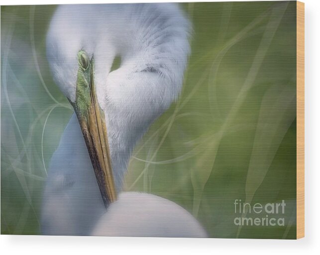 White Great Egret Wood Print featuring the photograph Mr. Bojangles by Mary Lou Chmura