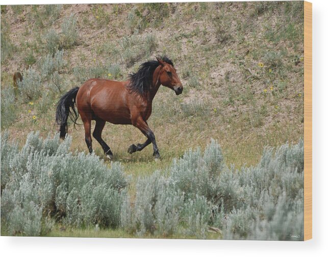 Mustangs Of The Badlands-1476 Wood Print featuring the photograph Mustangs Of The Badlands-1476 by Gordon Semmens