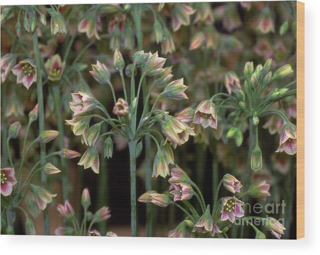 Nature Wood Print featuring the photograph Nectaroscordum Siculum by Adrian Thomas/science Photo Library