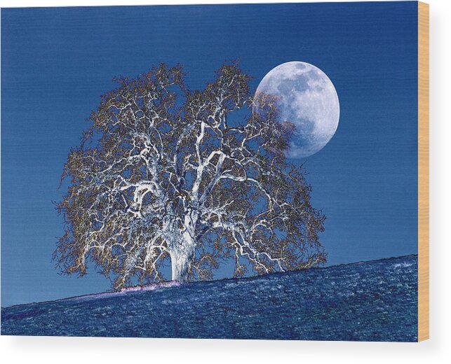 California Wood Print featuring the photograph Oak Tree And Moonrise by Diane Miller