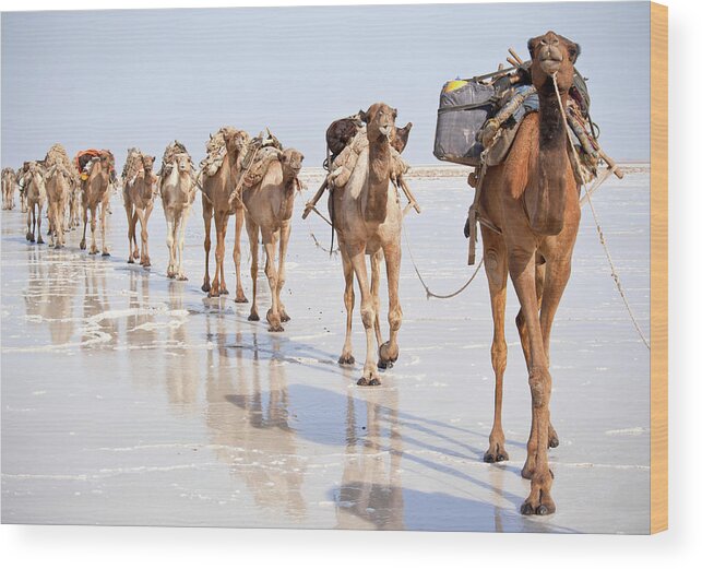 Danakil Desert Wood Print featuring the photograph One Of The Last Salt Caravans, Danakil by Guenterguni