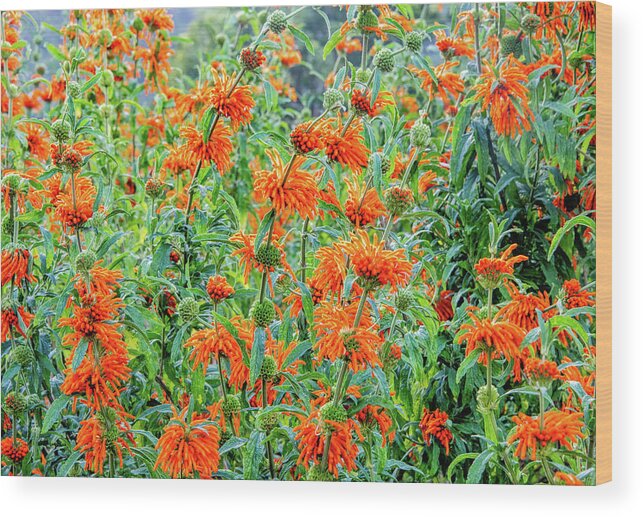 Cape Floral Kingdom Wood Print featuring the photograph Orange Infusion by Marcy Wielfaert