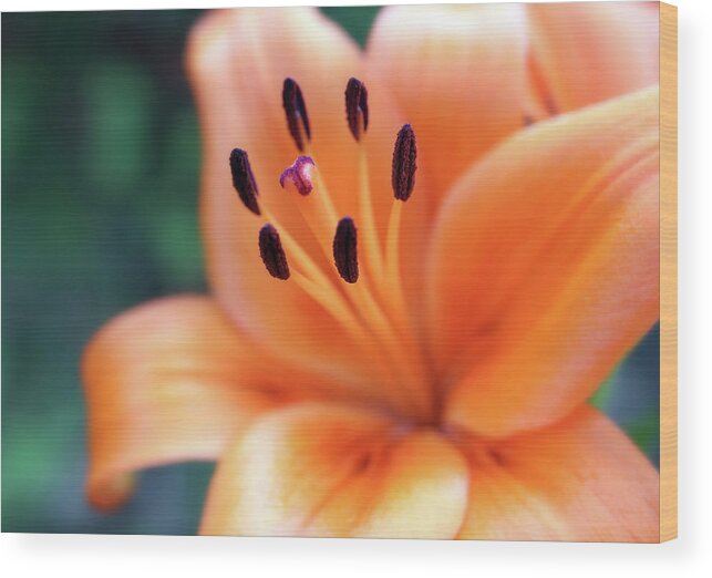 Orange Wood Print featuring the photograph Orange Lily Beauty by Johanna Hurmerinta