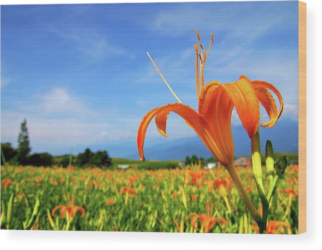 Orange Color Wood Print featuring the photograph Orange Lily Flower by Sunny Life