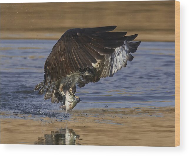 Bird Wood Print featuring the photograph Osprey Hunting by Johnny Chen