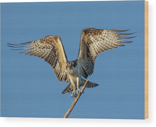 Osprey Wood Print featuring the photograph Osprey Landing by Beth Sargent
