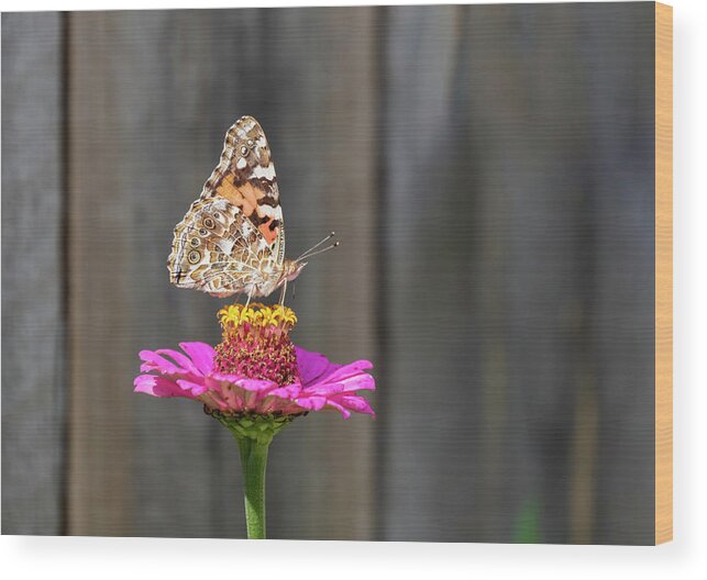 Painted Lady Wood Print featuring the photograph Painted Lady 2018-2 by Thomas Young