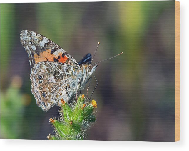 Butterfly Wood Print featuring the photograph Painted Lady Butterfly by Rick Mosher
