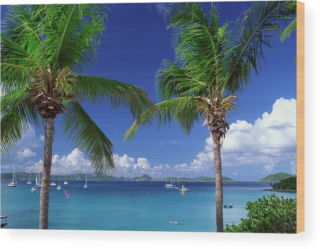 Sailboat Wood Print featuring the photograph Palm Trees On Beach by Don Hebert