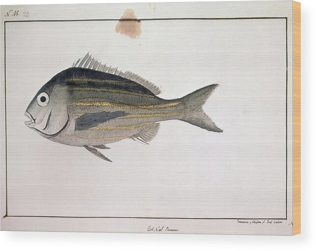 Cardero Jose Wood Print featuring the drawing Panama Fish - 18th Century. by Jose Cardero -1766-1811-