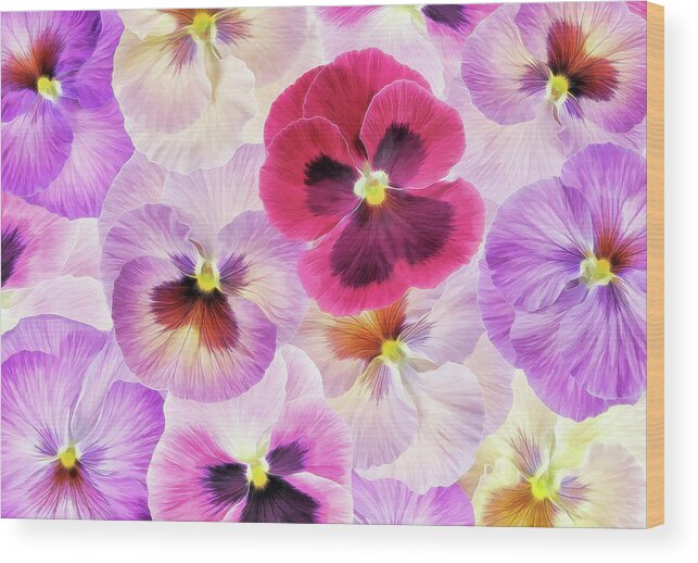 Pansy Passion I Wood Print featuring the photograph Pansy Passion I by Cora Niele
