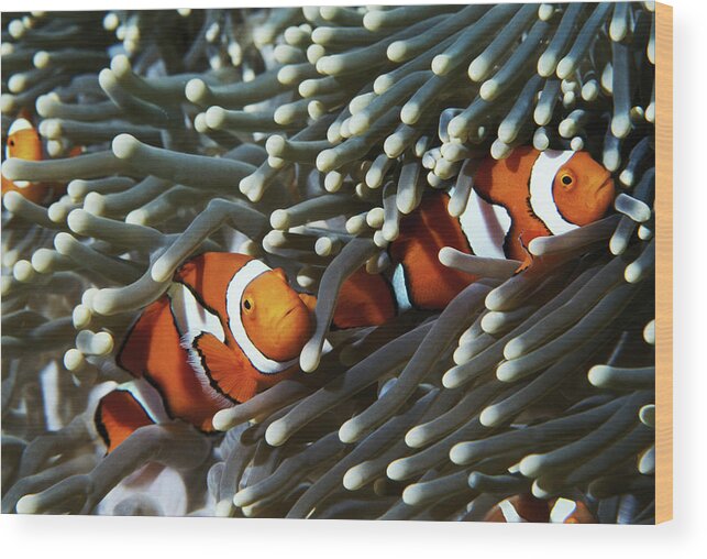 Underwater Wood Print featuring the photograph Papua New Guinea, Two False Clown by Darryl Leniuk