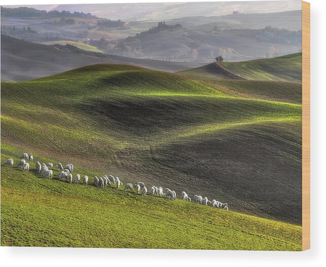 Sheep Wood Print featuring the photograph Pastoral by Roman Lipinski 