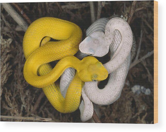 Animal Wood Print featuring the photograph Philippine Pit Vipers by Nhpa