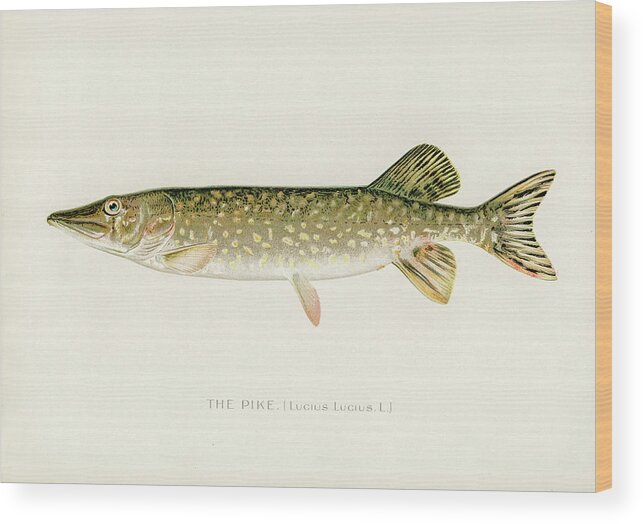 David Letts Wood Print featuring the drawing Pike by David Letts