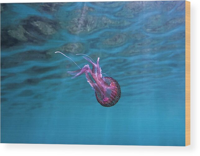 Underwater Wood Print featuring the photograph Pink Jellyfish In The Mediterranean by Efilippou