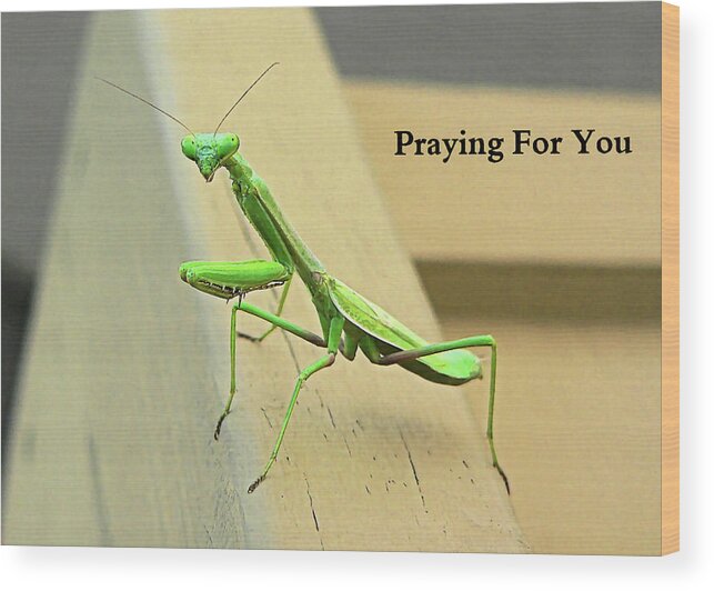 Praying Mantis For You Wood Print featuring the photograph Praying Mantis For You by Kathy K McClellan