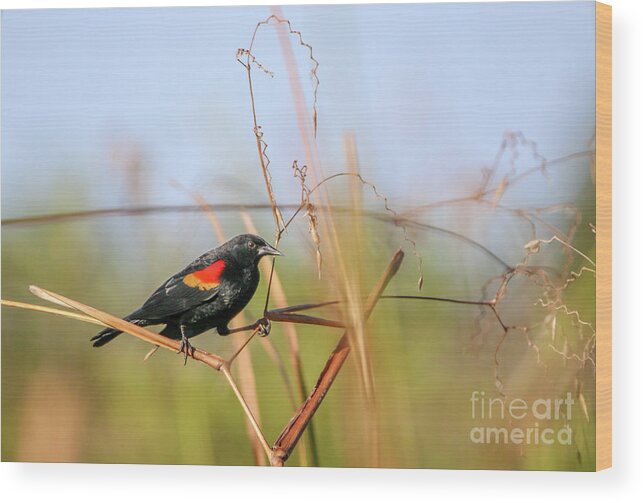 Perch Wood Print featuring the photograph Precarious Perch by Tom Claud
