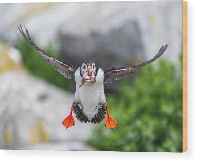 Puffins Wood Print featuring the photograph Puffin in Flight by Darryl Hendricks