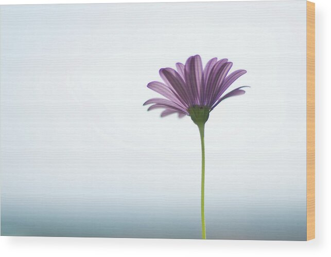 Purple Wood Print featuring the photograph Purple Daisy Against Sea & Sky Blurred by Alexandre Fp