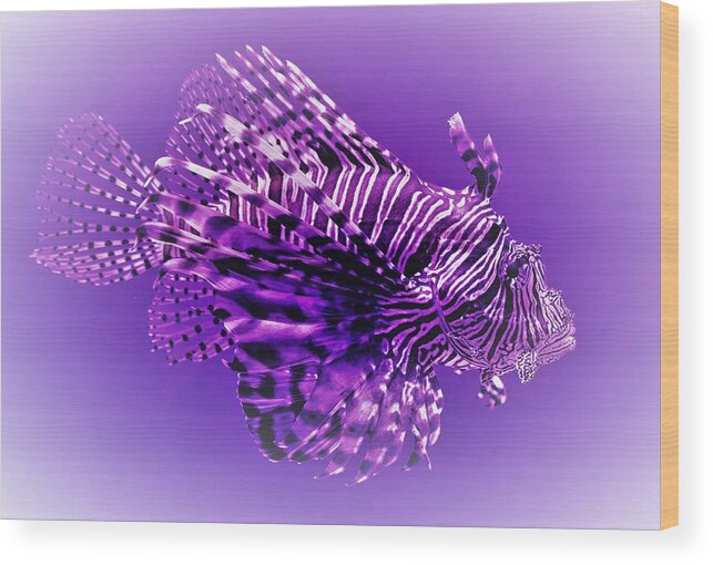 Lion Fish Wood Print featuring the photograph Purple Lionfish by Lucie Dumas