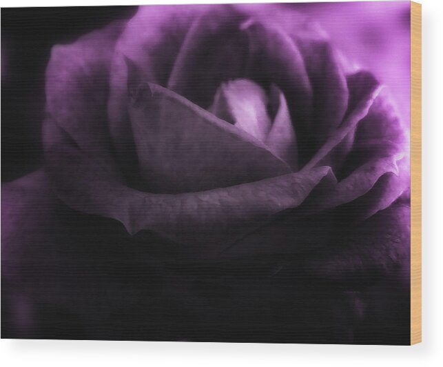 Rose Wood Print featuring the digital art Purple Rose by Doreen Erhardt