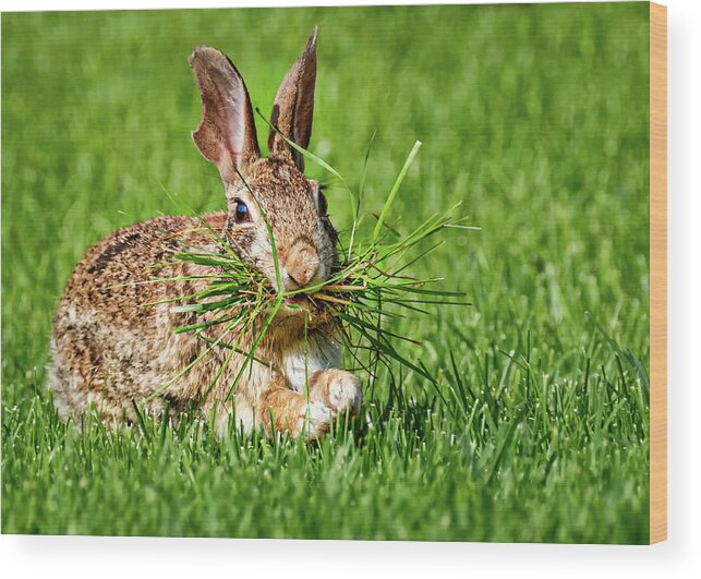 Rabbit Wood Print featuring the photograph Rabbit with Grass by Allin Sorenson