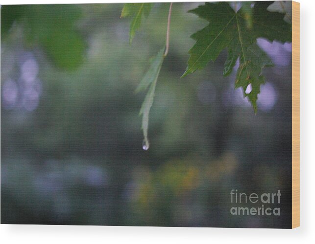 Nature Wood Print featuring the photograph Raining by Frank J Casella
