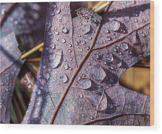 Poconos Wood Print featuring the photograph Nature Photography - Fall Leaves #3 by Amelia Pearn