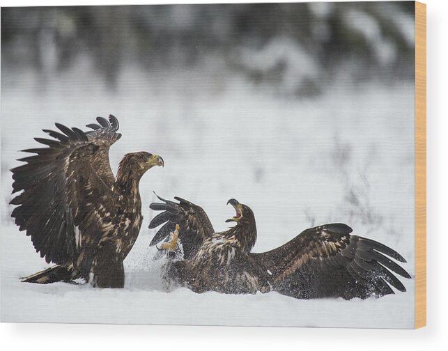 Eagle Wood Print featuring the photograph Ready To Fight by Robin Eriksson