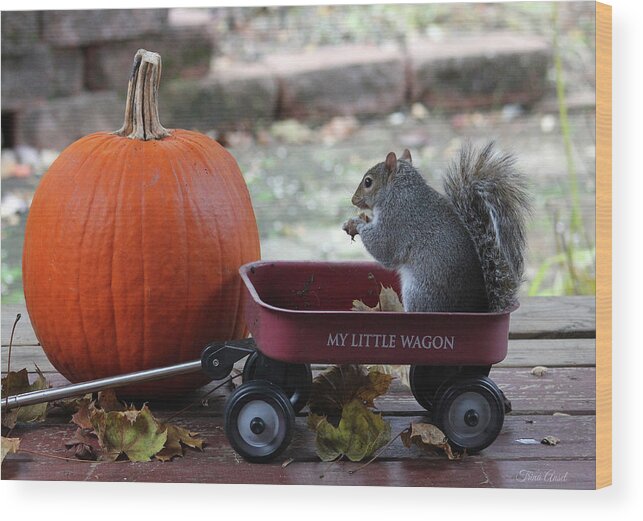 Squirrels Wood Print featuring the photograph Ready to Ride My Little Red Wagon by Trina Ansel