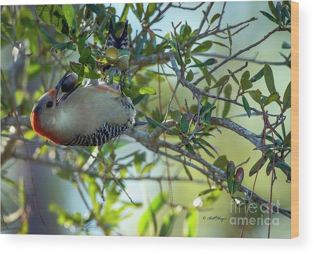 Woodpeckers Wood Print featuring the photograph Red-Bellied Woodpecker With Acorn by DB Hayes