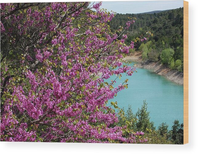 Tree Wood Print featuring the photograph Red Bud and Turquoise Lake by Sarah Lilja
