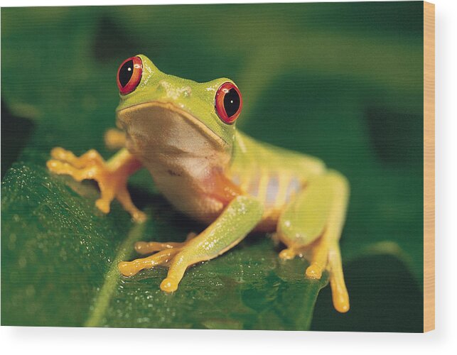 Extreme Terrain Wood Print featuring the photograph Red Eye Tree Frog by Comstock