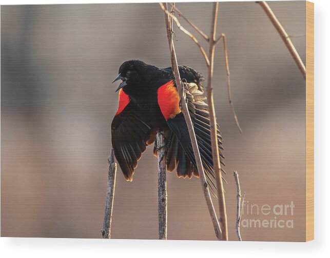 Bird Wood Print featuring the photograph Red Winged Black Bird by Sandra J's