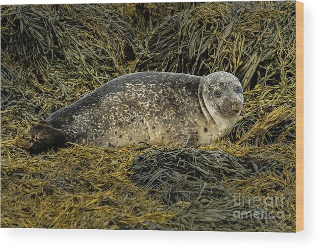 Animal Wood Print featuring the photograph Relaxing Common Seal At The Coast Near Dunvegan Castle On The Isle Of Skye In Scotland by Andreas Berthold