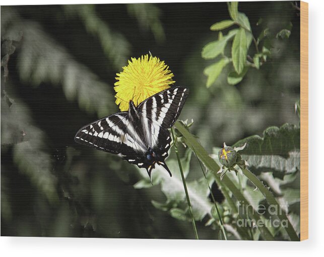 Flower Wood Print featuring the photograph Resting Black Swallowtail Butterfly by Robert Bales