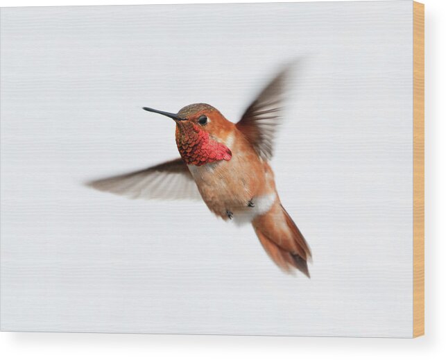 Hanging Wood Print featuring the photograph Rufous Hummingbird Male - White by Birdimages