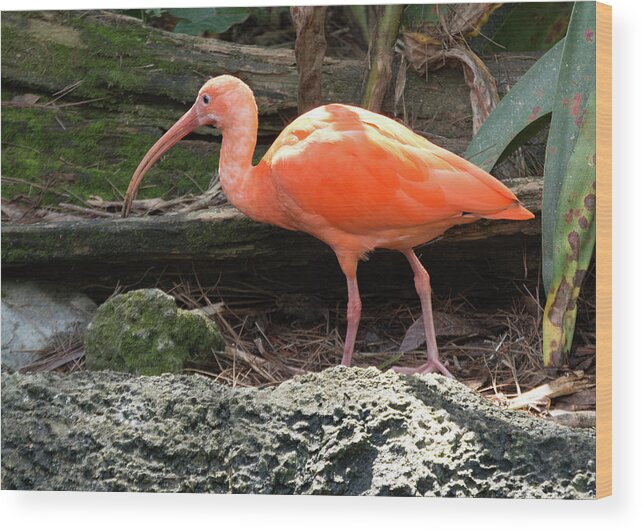 Ibis Wood Print featuring the photograph Scarlet Ibis by Margaret Zabor
