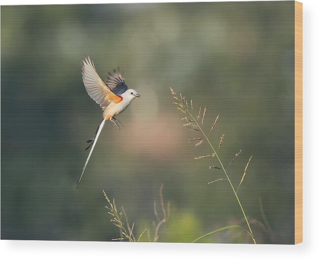 Wildlife Wood Print featuring the photograph Scissor-tailed Flycatcher by Aijing H.