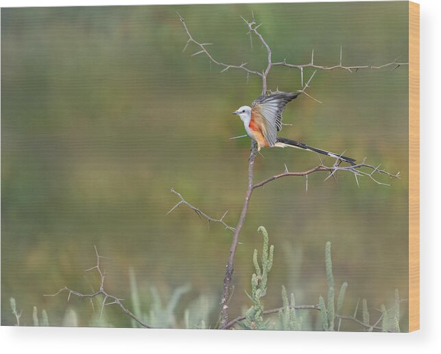 Nature Wood Print featuring the photograph Scissor-tailed Flycatcher Get Ready For Migration by Sheila Xu
