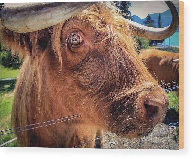 Animal Wood Print featuring the photograph Scottish highland cow portrait by Lyl Dil Creations