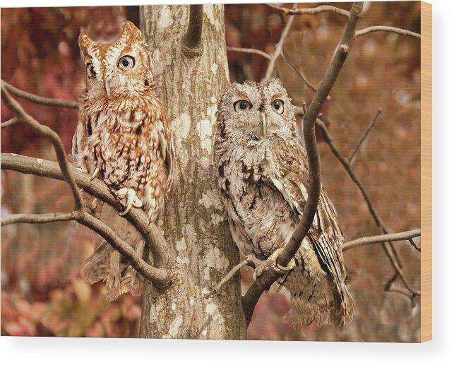 Bird Wood Print featuring the photograph Screech Owls by Minnie Gallman