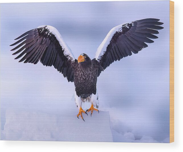 Eagle Wood Print featuring the photograph Sea Eagle In Hokkaido by James Lu