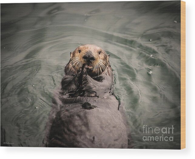 Sea Otter Wood Print featuring the photograph Sea Otter Monterey Bay II by Veronica Batterson
