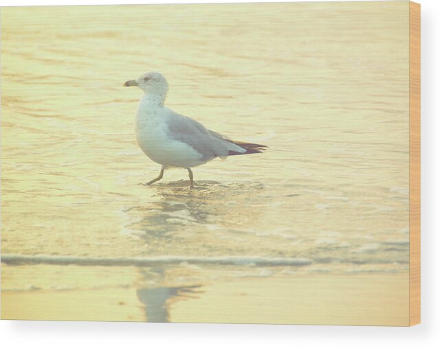 Atlantic Wood Print featuring the photograph Seagull Dance by JAMART Photography