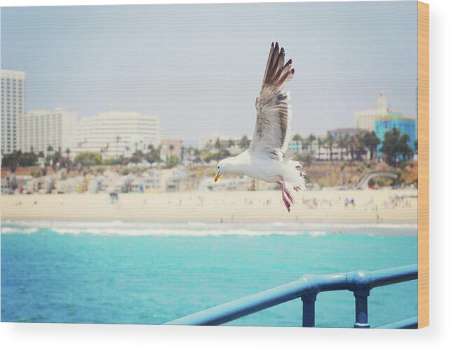 Animal Themes Wood Print featuring the photograph Seagull Flying by Libertad Leal Photography