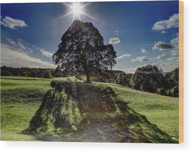 Tree Wood Print featuring the photograph Shadow Veil by John Meader